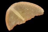 Fossil Arrow Worm (Paucijaculum) Pos/Neg- Illinois #120870-1